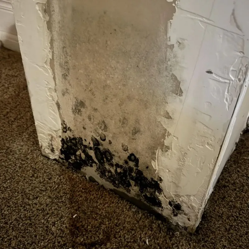 Professional Mold Removal in Lawrenceville, IL